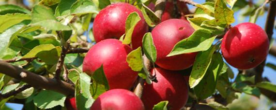 便秘吃山楂可以排便吗 山楂的功效作用有哪些