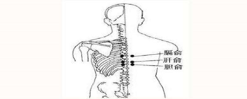 胆俞的准确位置怎么找 胆俞在什么位置