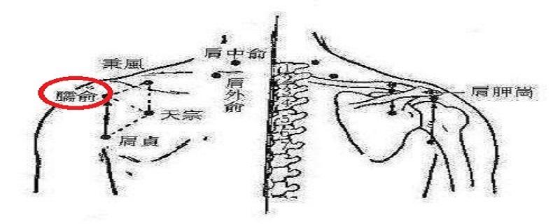 臑俞准确位置图 臑俞准确位置图片及作用