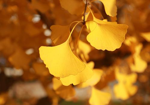 2018年秋老虎是几月 2018秋老虎一般几天