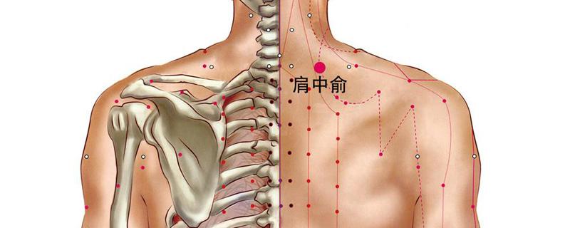 肩中俞的准确位置图和作用（肩中俞的准确位置图和作用的准确位置图片）