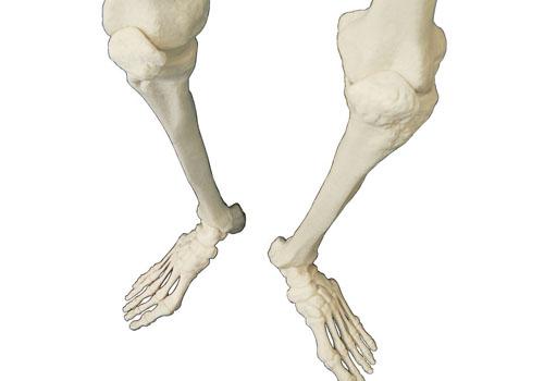 长高是哪块骨头发育 长高是哪块骨头发育的