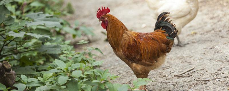 公鸡睾丸怎么吃补肾 鸡睾丸怎么吃壮阳