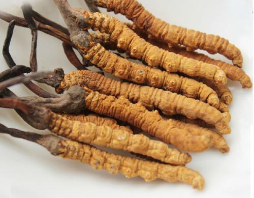 冬虫夏草适合什么人群吃（冬虫夏草什么人吃最好）