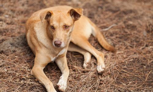 狗舔人会传染狂犬病吗 狗狗舔人会传染狂犬病吗