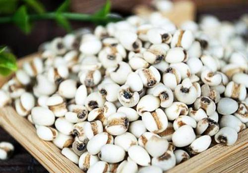 薏米哺乳期孕妇可以吃吗 哺乳期间可以吃薏米吗?