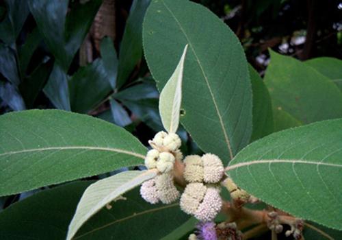 喉咙痒咳嗽厉害怎么办（孕中期喉咙痒咳嗽厉害怎么办）