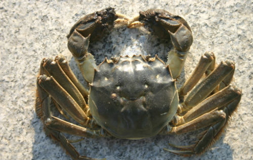 孕妇能吃螃蟹吗 孕妇能吃螃蟹吗中期