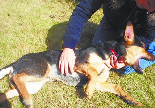 有狂犬病的狗有什么症状 有狂犬病的狗有什么症状吗