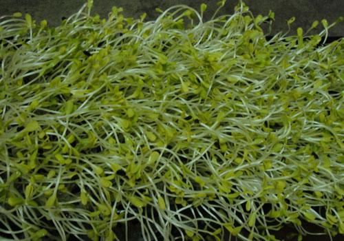 油葵苗要怎么吃