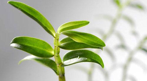 铁皮石斛为什么是九大仙草之首 铁皮石斛被称为10大仙草