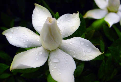 栀子花可以吃吗