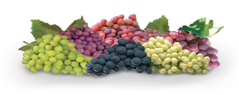 减脂可以吃葡萄吗 健身可以吃葡萄吗