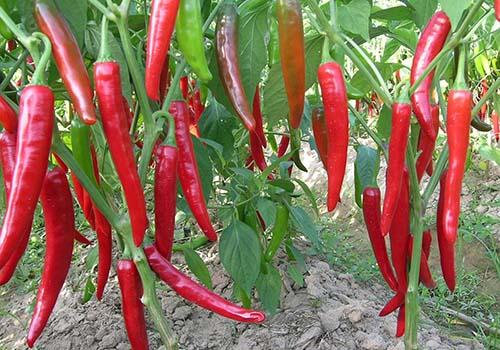 得了湿疹能吃辣椒吗（湿疹好后可以吃辣椒吗）