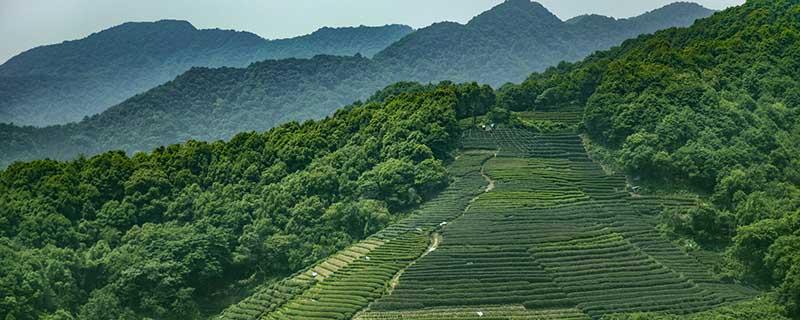 茶叶水治脚臭吗 茶叶水能治脚臭吗