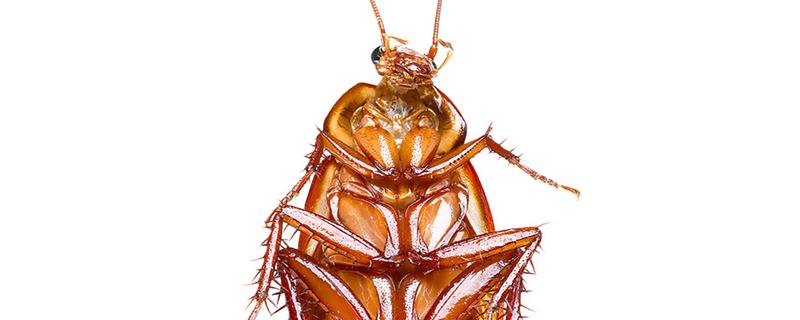 蟑螂怕艾草熏吗 熏艾草可以杀蟑螂吗