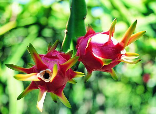 一天只吃火龙果可以减肥吗