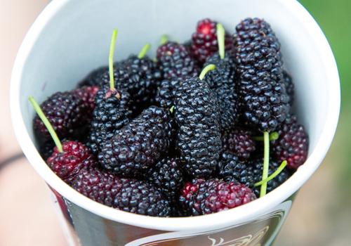 掉头发吃什么水果好 头发掉的严重吃什么水果好