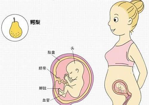 怀孕四个月肚子有多大 怀孕四个月肚子有多大图片