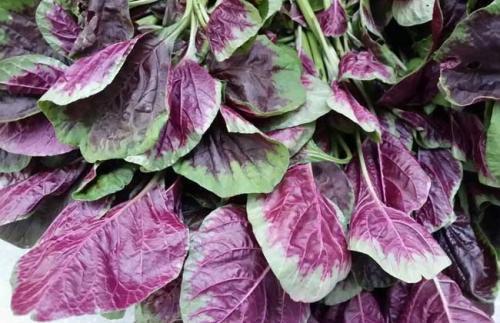 吃什么食物可以去湿 吃什么食物可以去湿气效果最好