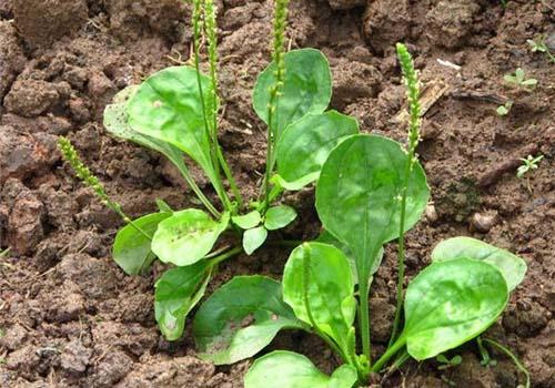 肛门瘙痒偏方大全（肛门瘙痒民间偏方）