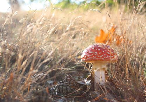 吃菌菇类有什么好处 吃菌菇类食物对身体好吗