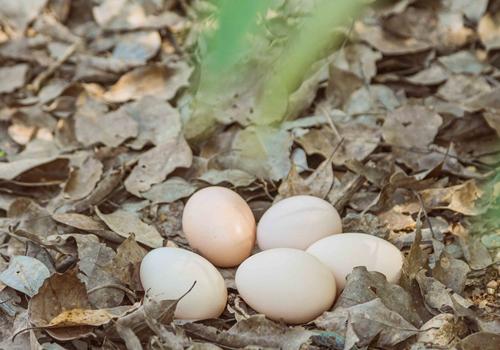 感冒了可以吃鸡蛋吗 感冒了可以吃鸡蛋吗小孩