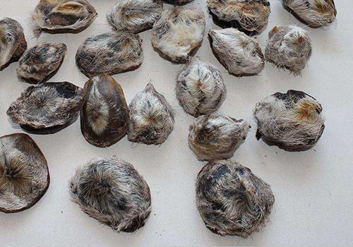 麝香对男人有什么危害