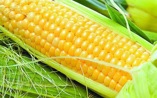 为什么吃玉米减肥 推荐玉米减肥食谱
