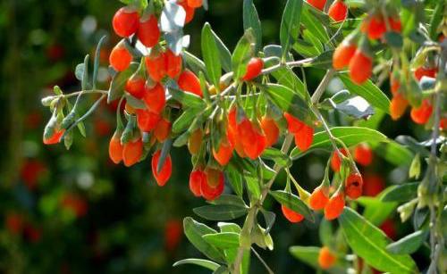 枸杞怎么吃效果最好 新鲜枸杞怎么吃效果最好