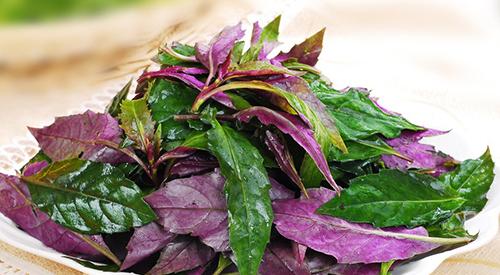 红背菜高血压可以吃吗 高血压能吃红背菜吗