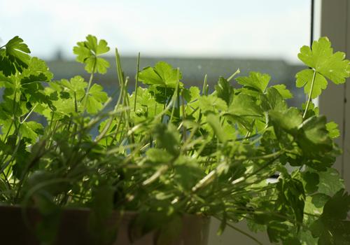 香菜生的可以吃吗 苦瓜和香菜能一起凉拌吃吗