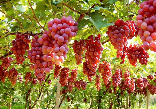 春天吃什么水果养肝 春天吃什么水果养肝护肝