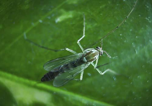 脸被蚊子咬了会留疤吗 脸被蚊子咬了会留疤吗怎么治疗