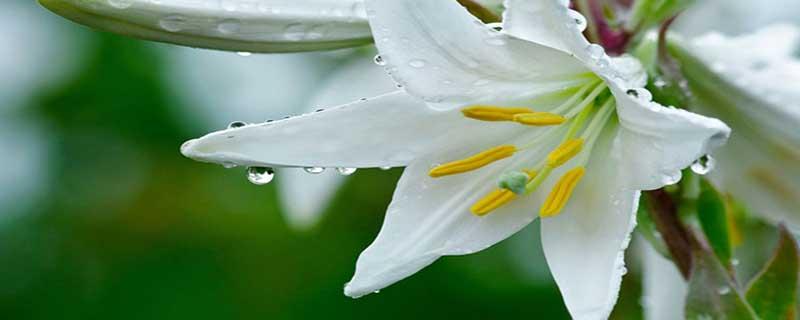 新鲜百合怎么处理苦味 新鲜百合焯水变黑了还能吃吗