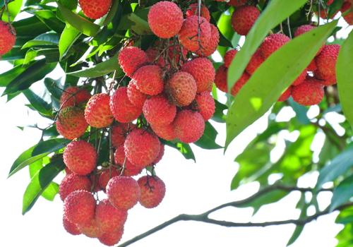 荔枝冻了还能吃吗 冻荔枝吃了会怎样