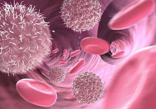 白血病传染吗传染途径是什么 白血病是通过血液传染的吗