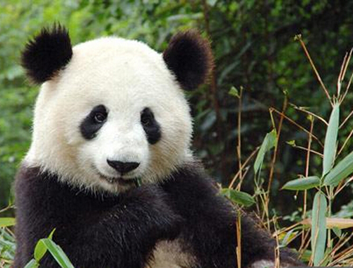 香港大熊猫创造世界最长寿动物记录（全球寿命最长的大熊猫叫什么名字）