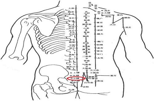 中髎的准确位置图(中髎的准确位置图和作用)
