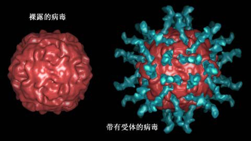 脊髓灰质炎传播途径 脊髓灰质炎的传播