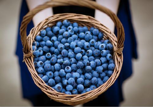 新鲜蓝莓一天吃多少合适 蓝莓吃多了会怎么样