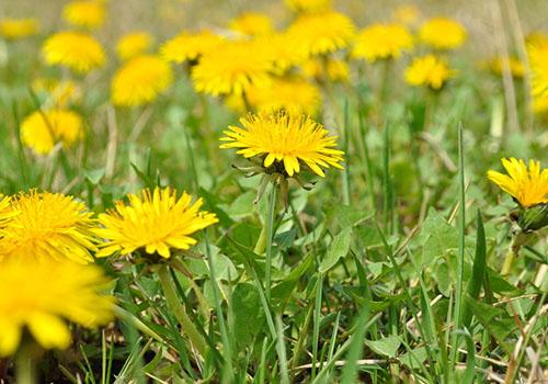 蒲公英水孕妇可以喝吗(孕妇可以喝蒲公英水?)