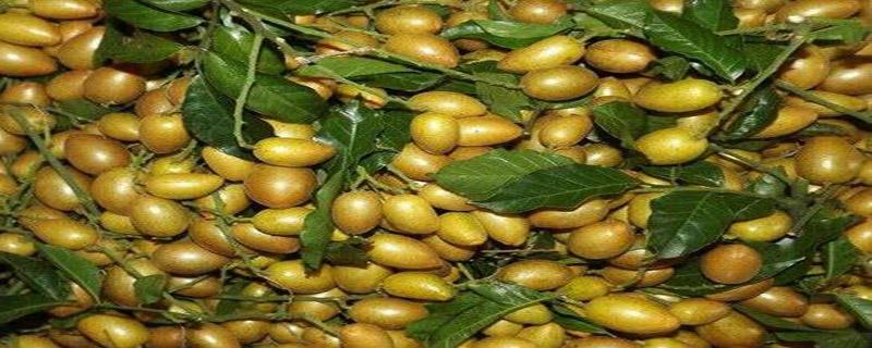 吃黄皮果可以减肥吗（吃黄皮果能减肥吗）