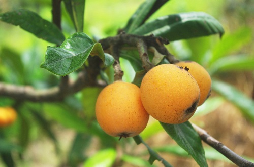 扁桃体发炎吃什么水果好（扁桃体发炎吃什么水果好 最佳水果推荐）