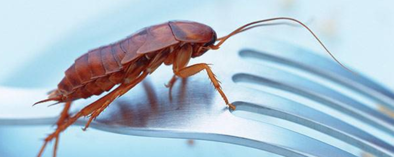 晚上开空调蟑螂会出来吗（夏天开空调蟑螂还会出来吗）