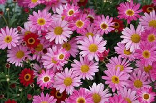 新房放什么植物去甲醛 新房放什么植物去甲醛最快