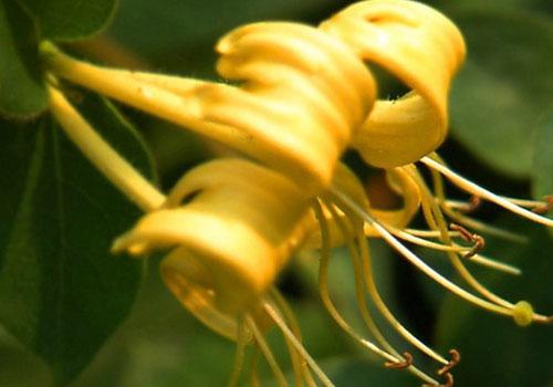 金银花泡脚有什么好处