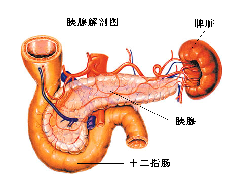 胰腺炎的症状 胰腺炎的症状是什么?在哪个部位