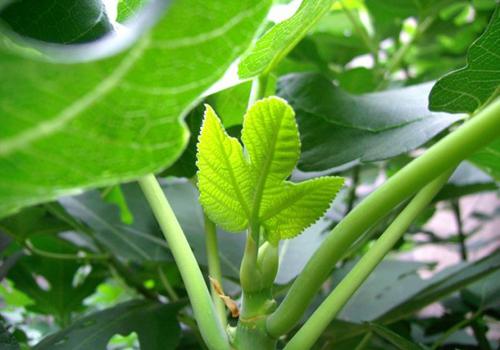 无花果叶能治白斑吗 无花果叶子去斑吗