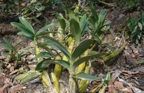 女人吃铁皮石斛有什么好处 铁皮石斛女人吃好吗